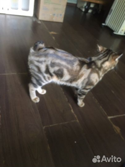 Курильский бобтейл Вязка