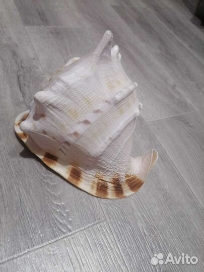 Ракушка новая