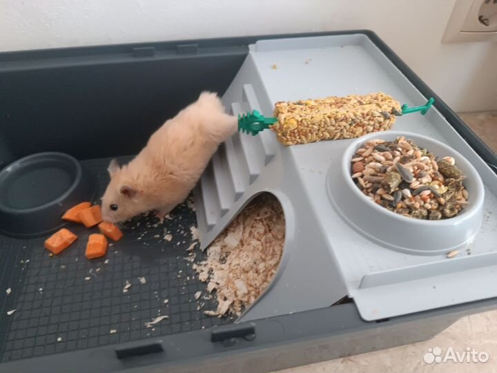 Хомяк ручной