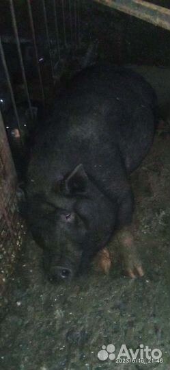 Вьетнамские свиньи. Кабанчик. Хряк племенной