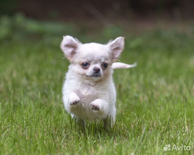 Чихуахуа мини мальчик