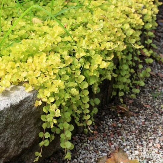 Вербейник монетчатый жёлтый лизимахия