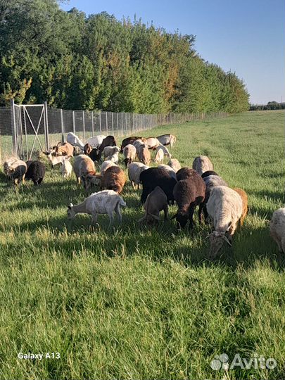 Овцы бараны ягнята