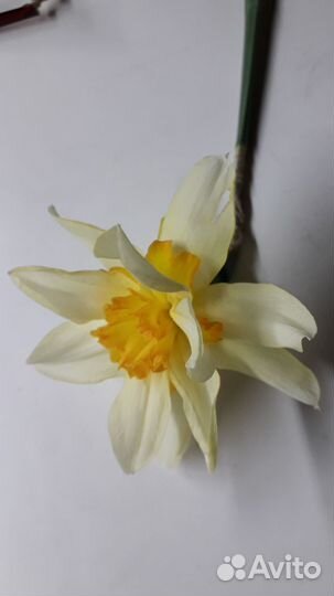 Нарциссы луковицы