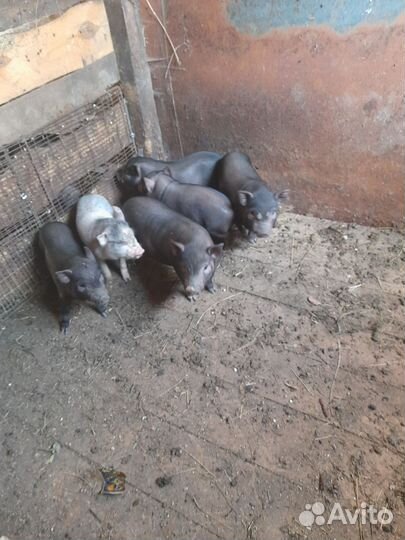 Поросята ветнамские (кармалы)