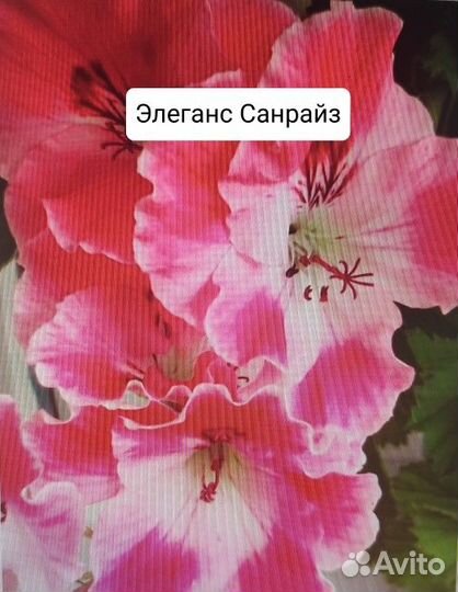 Укорененные черенки королевских пеларгоний