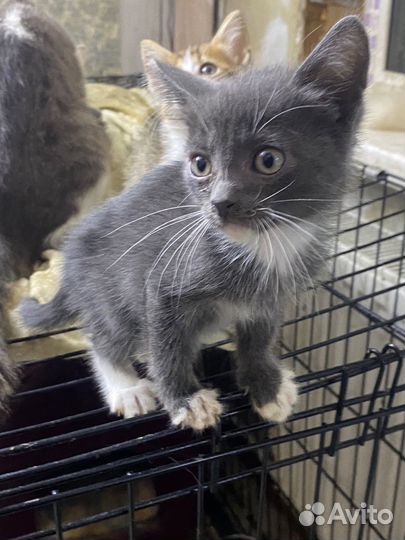 Котята в добрые руки даром