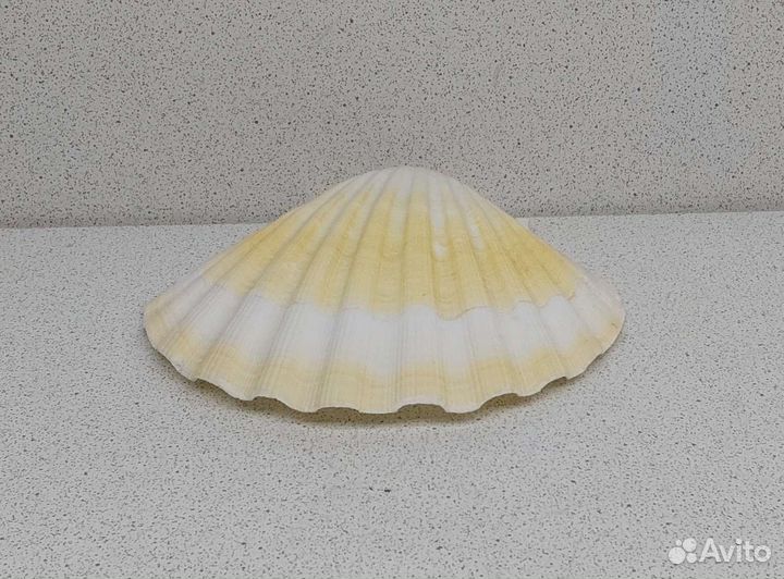 Гребешок 10,*11,1 морская ракушка раковина