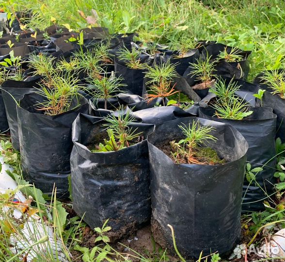 Кедр Корейский - двухлетние саженцы