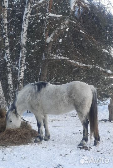 На продажу есть жеребцы и лошадь
