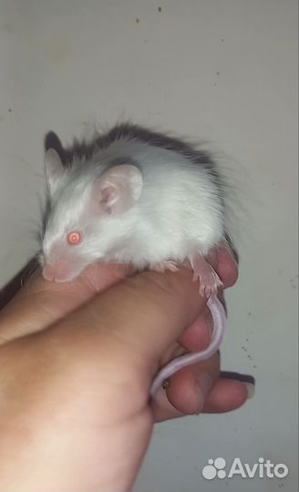 Сатиновые мыши