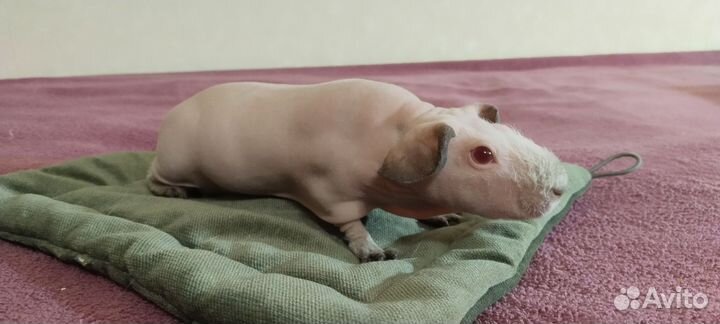 Морские свинки. Белые скинни