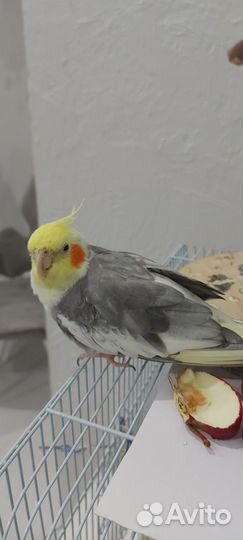 Попугай корелла с клеткой