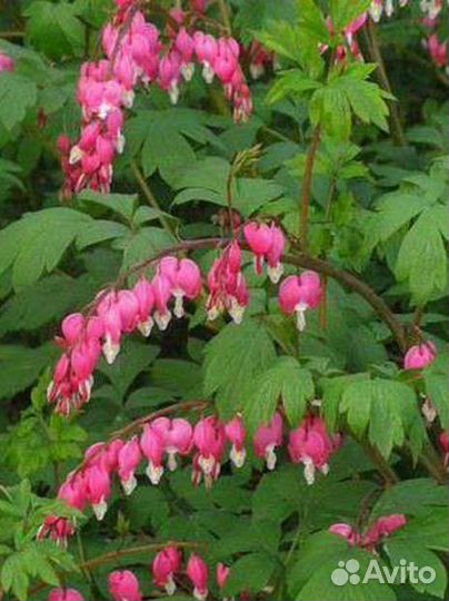 Многолетние садовые растения