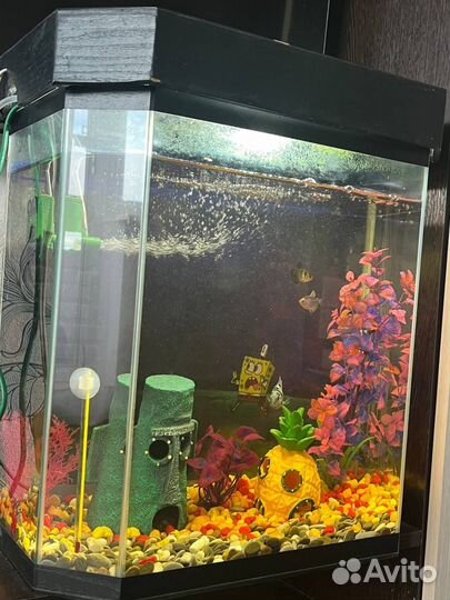 Аквариум с рыбками