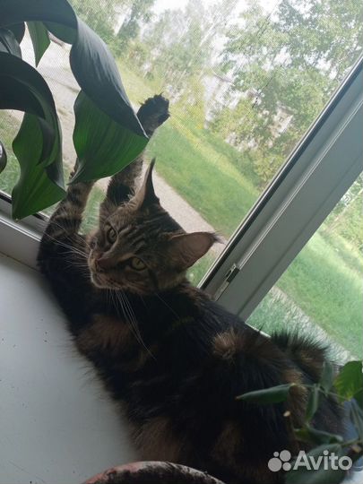 Котята мейн-кун