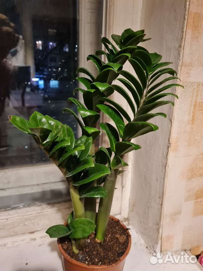 Замиокулькас зензи жук