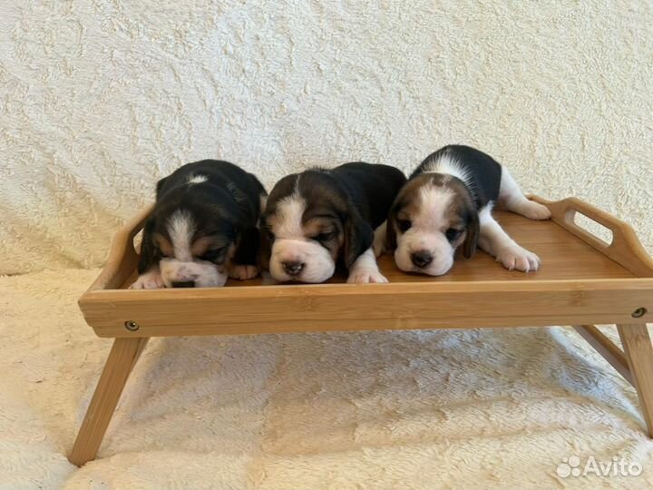 Щенки бигль