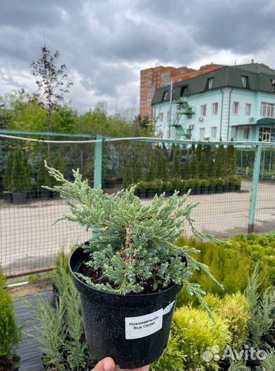 Можжевельник Блю Карпет чешуйчатый с доставкой