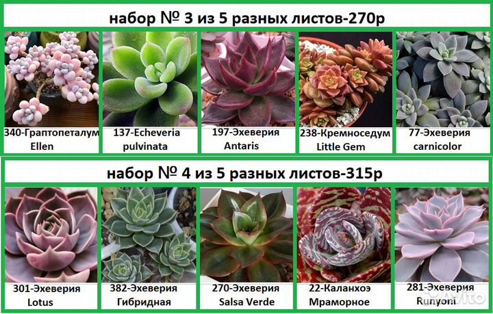Суккуленты-наборы листов суккулентов