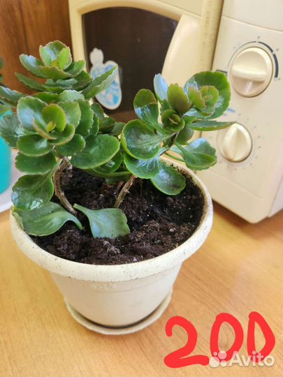 Каланхоэ цветущий