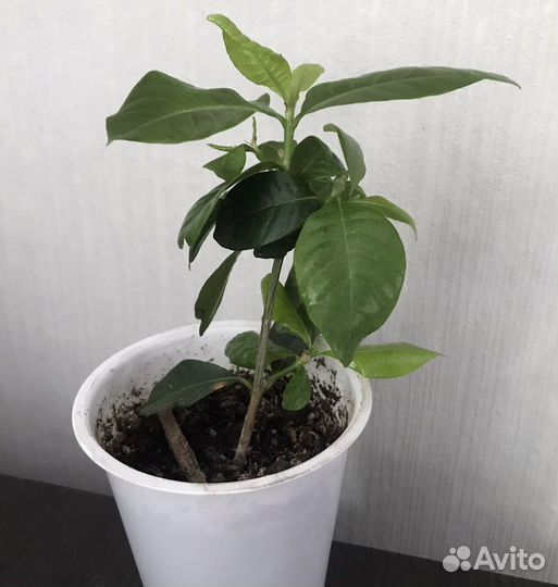 Гардения жасминовидная, кофе аравийский