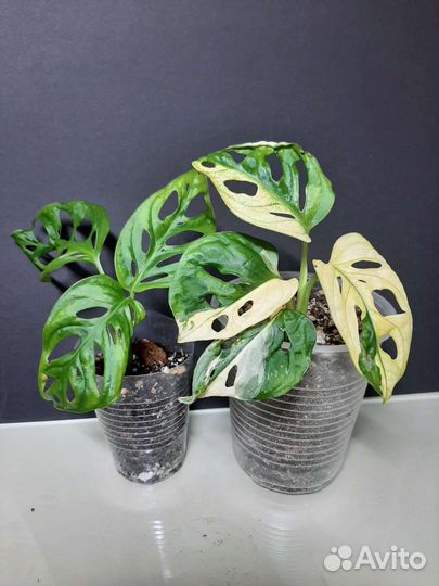 Монстера Адансони вариегатная