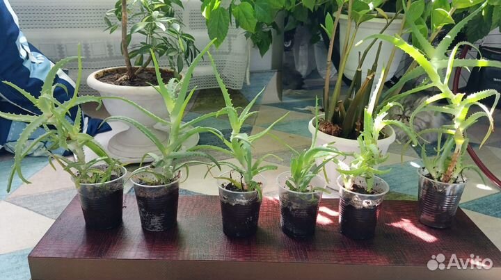 Комнатные цветы