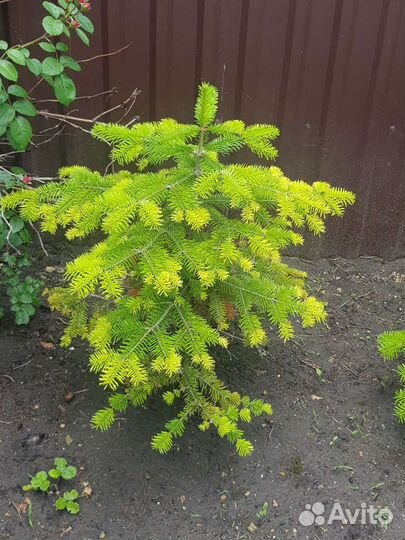 Кавказская пихта