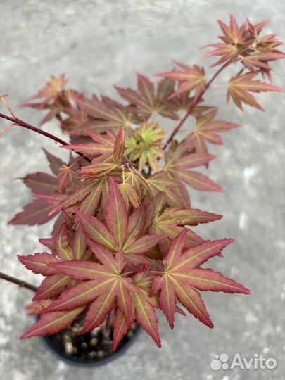 Клен Феникс