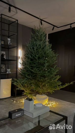 Ель и сосна живая