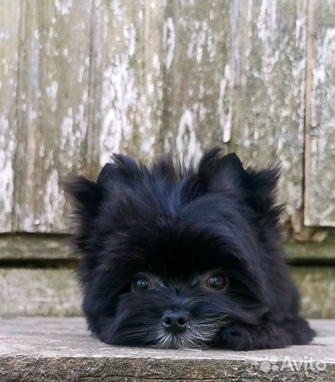 Девочка Цветной йорк