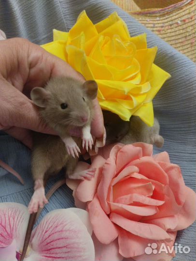 Крыса.крысята.крыски. Дамбо