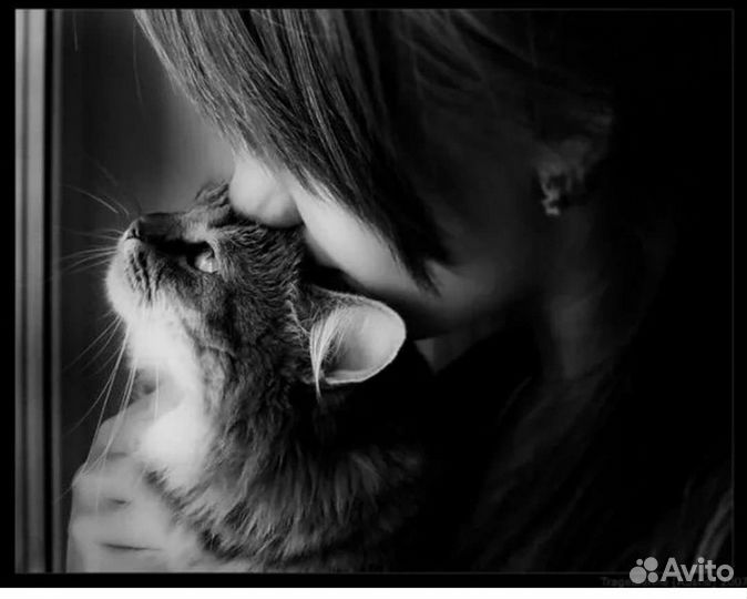 Передержка для бездомных кошек