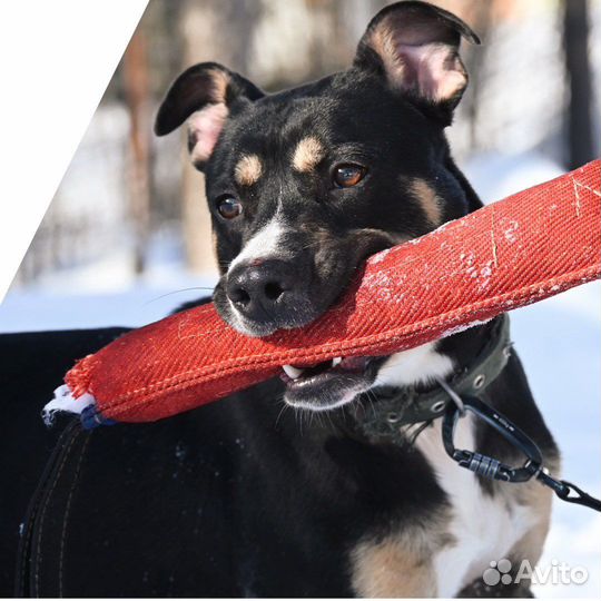 Стаффордширский терьер