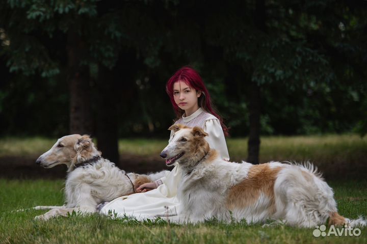Фотосессия с борзыми