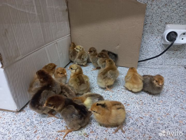 Цыплята суточные кучинская юбилейная