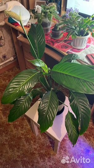 Комнатные растения-цветы