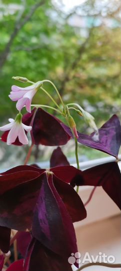 Кислица фиолетовая