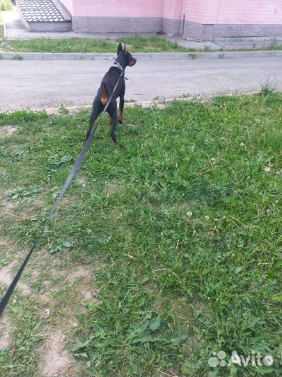 Собака доберман