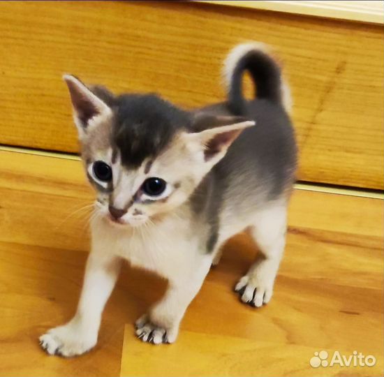 Абиссинские котята