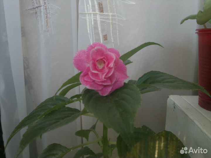 Ванька мокрый-бальзамин