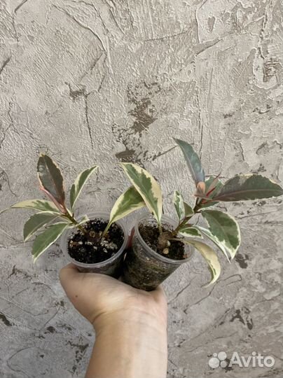 Фикус Эластика Мелани вариегатная