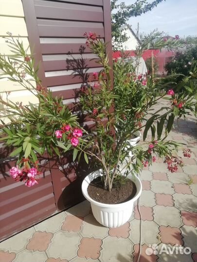 Кустарник олеандр, махровый, розовый. 10 тетний