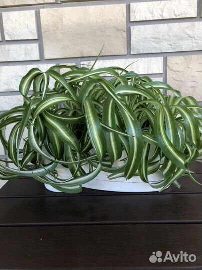 Хлорофитум сорт “Curty Locks”