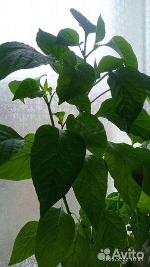 Перец комнатный острый