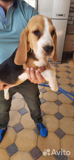 Щенки бигля ркф/FCI