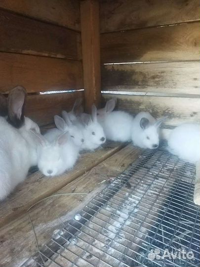 Калифорнийские