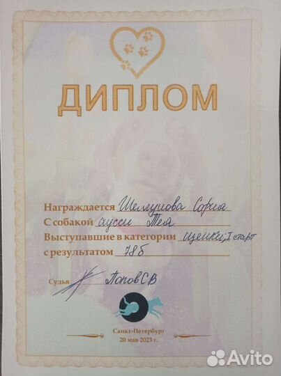 Консультации кинолога, выгул собак