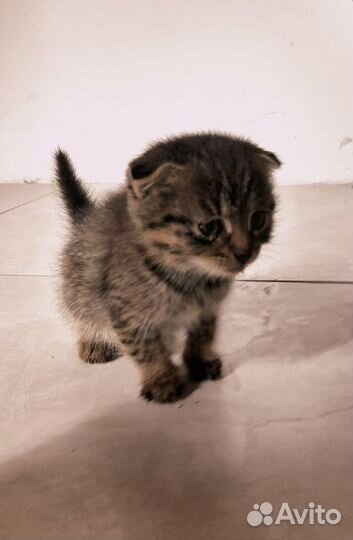 Вислоухий котенок